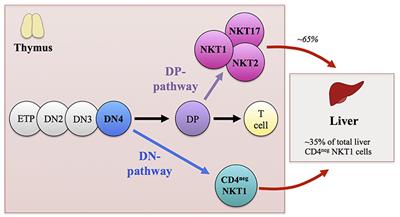 T Cell Receptor Expression Timing and Signal Strength in the Functional Differentiation of Invariant Natural Killer T Cells